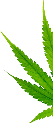 hero leaf 2